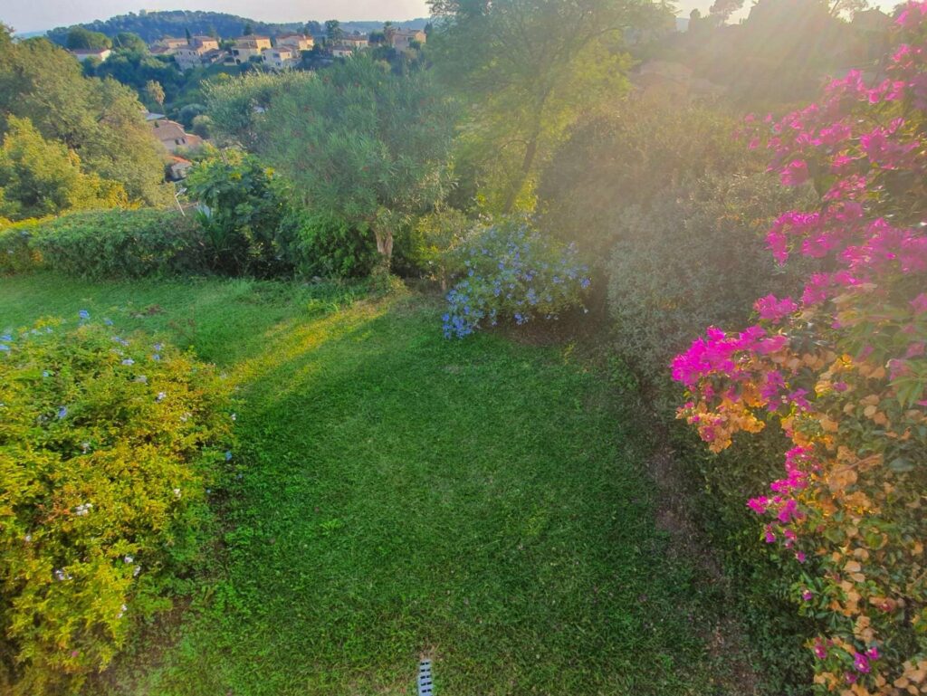 garden in french riviera property with pink flower tree