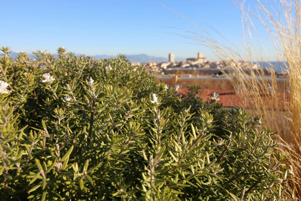 view from terrace of antibes town and plants
