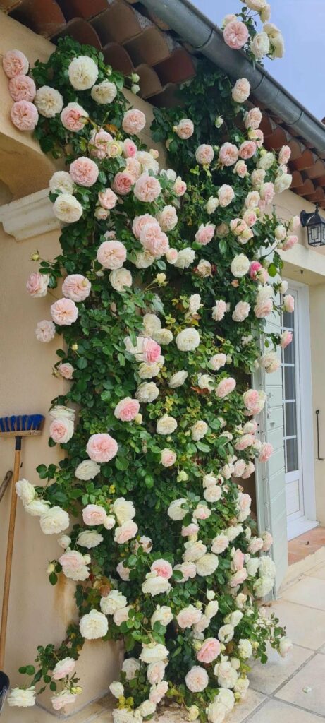large pink and white rose bush growing on pillar